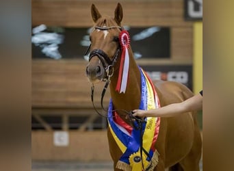 Pintos, Hongre, 11 Ans, 160 cm, Alezan