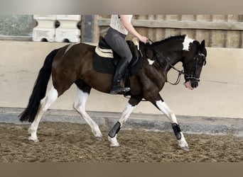 Pintos, Hongre, 12 Ans, 155 cm, Pinto