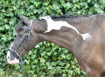Pintos, Hongre, 12 Ans, 155 cm, Pinto