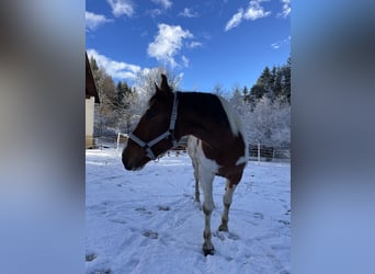 Pintos Croisé, Hongre, 12 Ans, 165 cm, Pinto