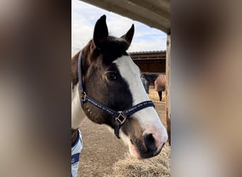 Pintos Croisé, Hongre, 13 Ans, 158 cm, Pinto