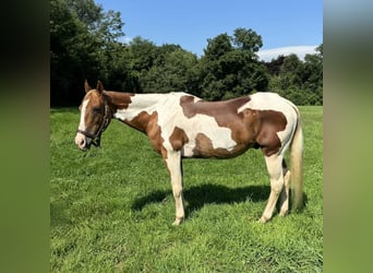 Pintos, Hongre, 14 Ans, 152 cm, Pinto