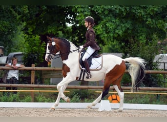 Pintos, Hongre, 14 Ans, 159 cm, Pinto
