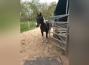 Pintos, Hongre, 17 Ans, 152 cm, Pinto