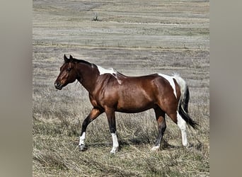 Pintos, Hongre, 17 Ans, Bai cerise