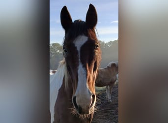 Pintos Croisé, Hongre, 19 Ans, 163 cm, Pinto
