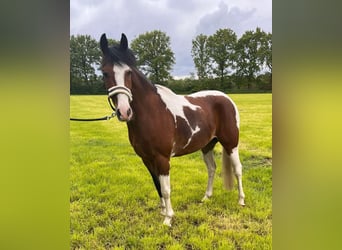 Pintos Croisé, Hongre, 3 Ans, 144 cm, Pinto