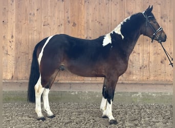 Pintos, Hongre, 3 Ans, 154 cm, Pinto