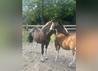 Pintos, Hongre, 3 Ans, 155 cm, Pinto