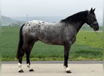 Pintos Croisé, Hongre, 3 Ans, 158 cm, Léopard