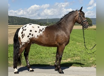 Pintos Croisé, Hongre, 3 Ans, 159 cm, Léopard