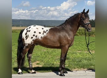 Pintos Croisé, Hongre, 3 Ans, 159 cm, Léopard