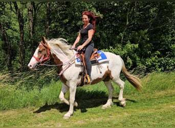 Pintos, Hongre, 3 Ans, 160 cm, Pinto