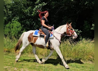 Pintos, Hongre, 3 Ans, 160 cm, Pinto