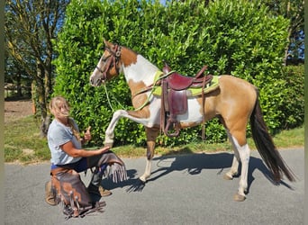 Pintos, Hongre, 4 Ans, 146 cm, Pinto