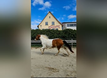 Pintos Croisé, Hongre, 4 Ans, 150 cm, Pinto