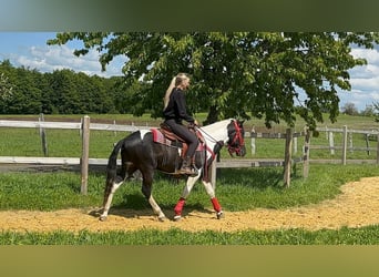 Pintos, Hongre, 4 Ans, 152 cm, Pinto