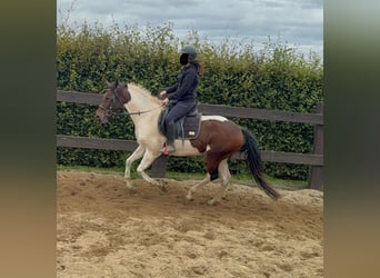 Pintos, Hongre, 4 Ans, 154 cm, Pinto
