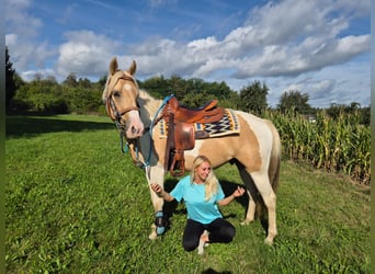 Pintos, Hongre, 4 Ans, 154 cm, Pinto