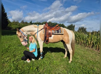 Pintos, Hongre, 4 Ans, 154 cm, Pinto