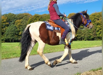Pintos, Hongre, 4 Ans, 154 cm, Pinto