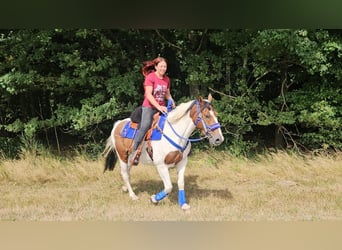 Pintos, Hongre, 4 Ans, 155 cm, Pinto