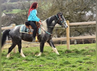 Pintos, Hongre, 4 Ans, 157 cm, Pinto