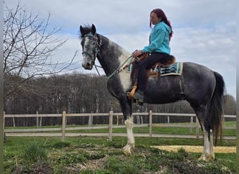 Pintos, Hongre, 4 Ans, 157 cm, Pinto