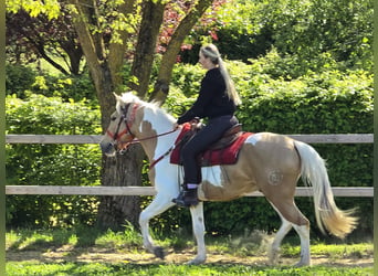 Pintos, Hongre, 4 Ans, 158 cm, Pinto