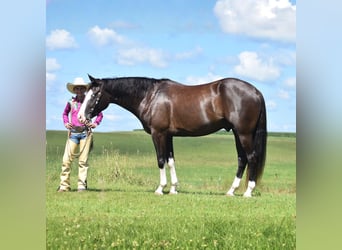 Pintos, Hongre, 5 Ans, 152 cm, Noir