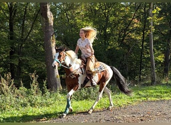 Pintos, Hongre, 5 Ans, 160 cm, Pinto