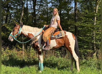 Pintos, Hongre, 5 Ans, 160 cm, Pinto