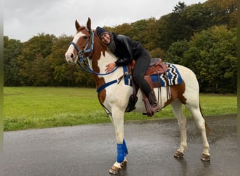 Pintos, Hongre, 6 Ans, 158 cm, Pinto