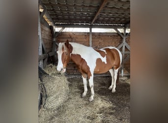 Pintos, Hongre, 7 Ans, 155 cm, Alezan