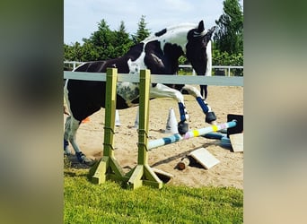Pintos, Hongre, 7 Ans, 165 cm, Pinto