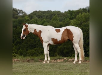 Pintos, Hongre, 7 Ans, Pinto