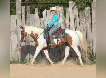 Pintos, Hongre, 7 Ans, Pinto