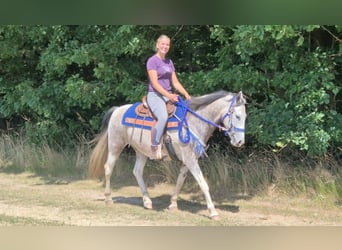 Pintos, Hongre, 8 Ans, 152 cm, Pinto