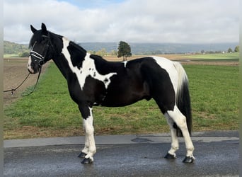 Pintos Croisé, Hongre, 9 Ans, 157 cm, Pinto
