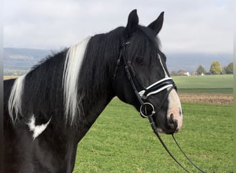 Pintos Croisé, Hongre, 9 Ans, 157 cm, Pinto