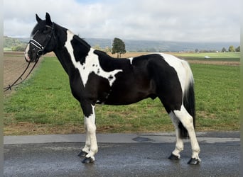 Pintos Croisé, Hongre, 9 Ans, 157 cm, Pinto