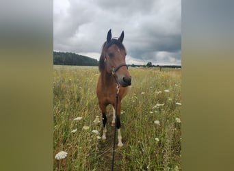 Pintos, Jument, 10 Ans, 153 cm, Bai