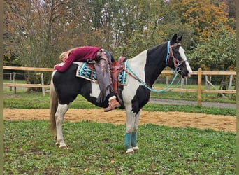 Pintos, Jument, 10 Ans, 160 cm, Pinto