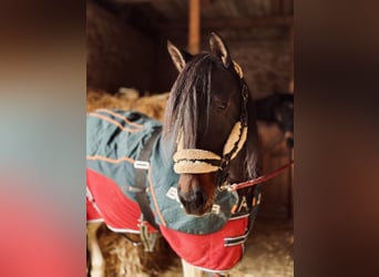 Pintos, Jument, 10 Ans, 165 cm, Pinto