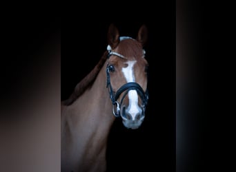 Pintos, Jument, 11 Ans, 160 cm