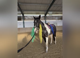 Pintos, Jument, 11 Ans, 170 cm, Pinto