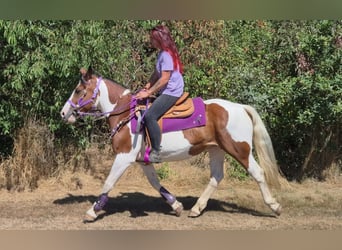 Pintos, Jument, 12 Ans, 150 cm, Pinto
