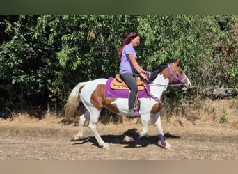 Pintos, Jument, 12 Ans, 150 cm, Pinto