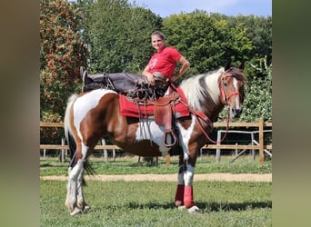 Pintos, Jument, 12 Ans, 153 cm, Pinto