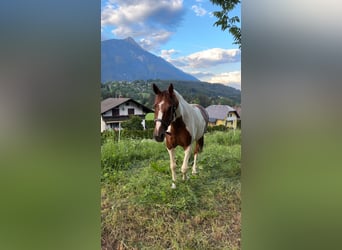 Pintos, Jument, 12 Ans, 170 cm, Pinto